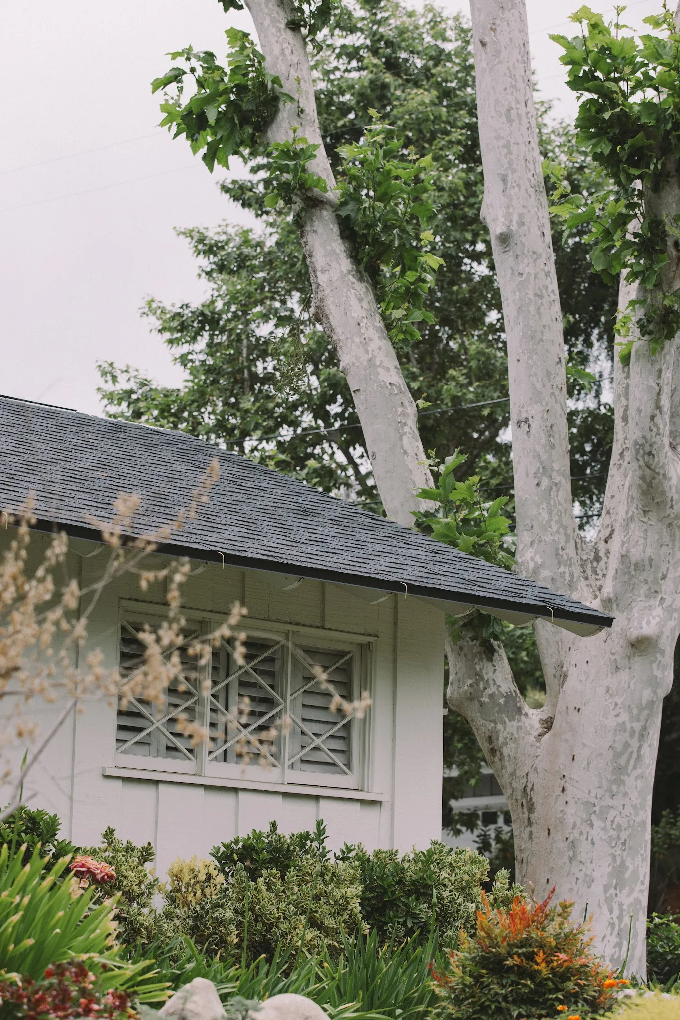 White cottage framed by a garden with a completed gray shingle roof